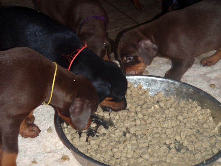 Garrett's Dobermans Puppy Site