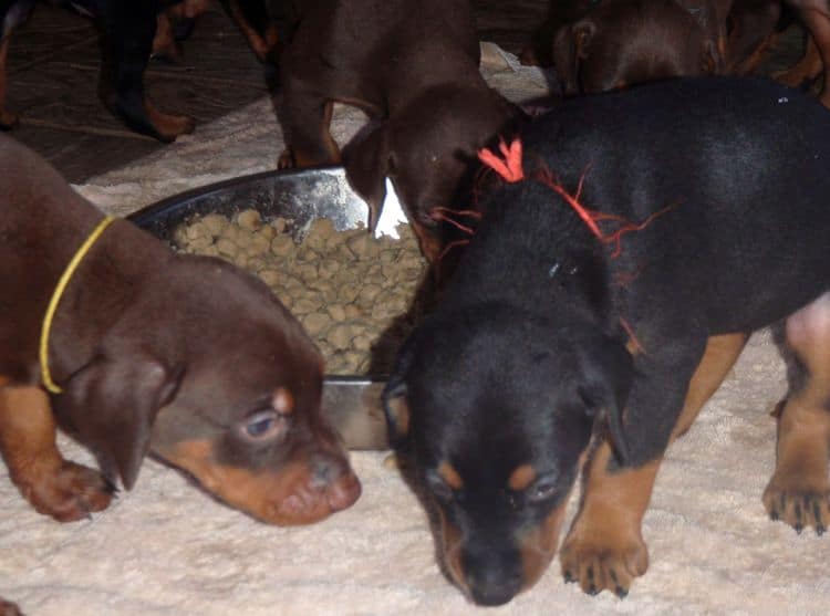 Garrett's Dobermans Puppy Site