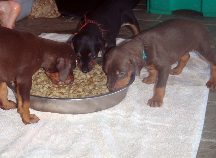Garrett's Dobermans Puppy Site