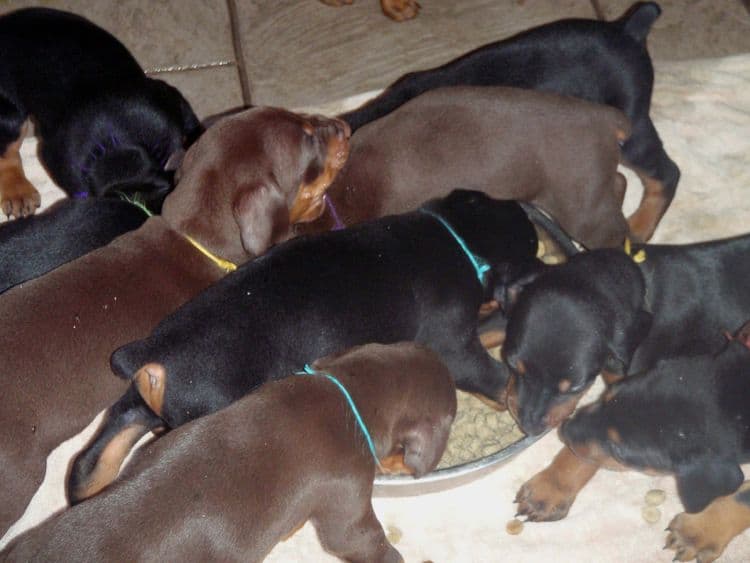 Garrett's Dobermans Puppy Site