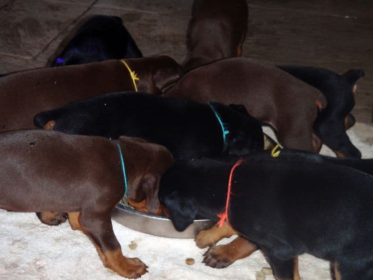 Garrett's Dobermans Puppy Site