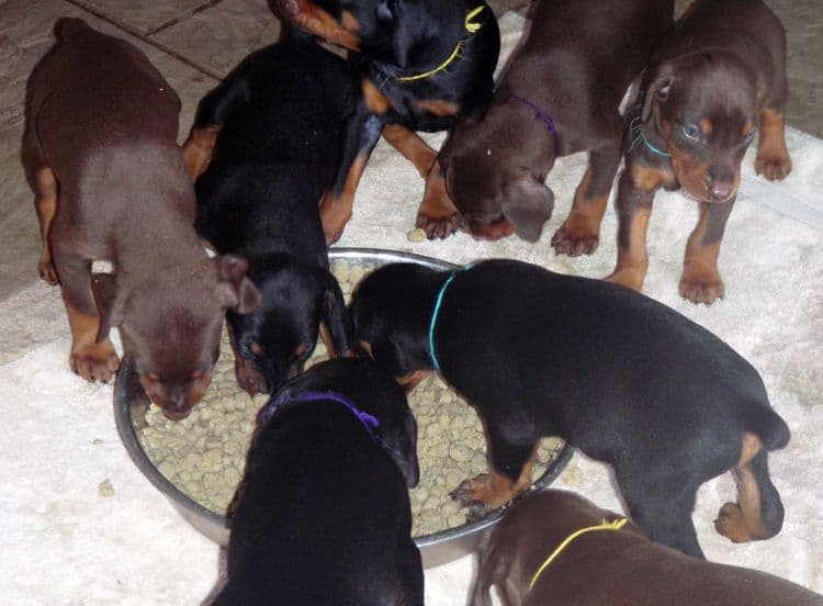 Garrett's Dobermans Puppy Site