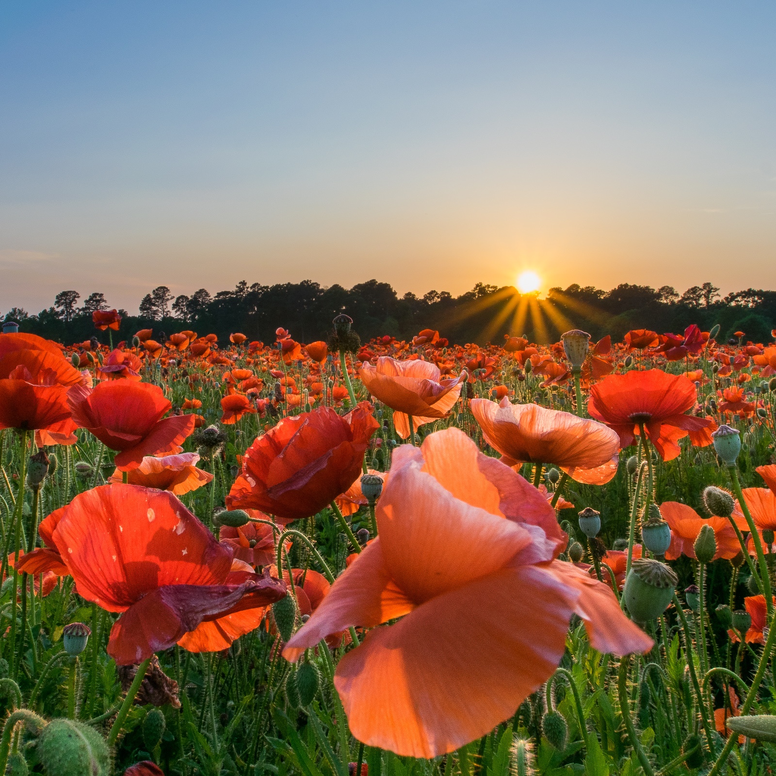 Wildflowers Garrett Wildflower Seed Farm North Carolina