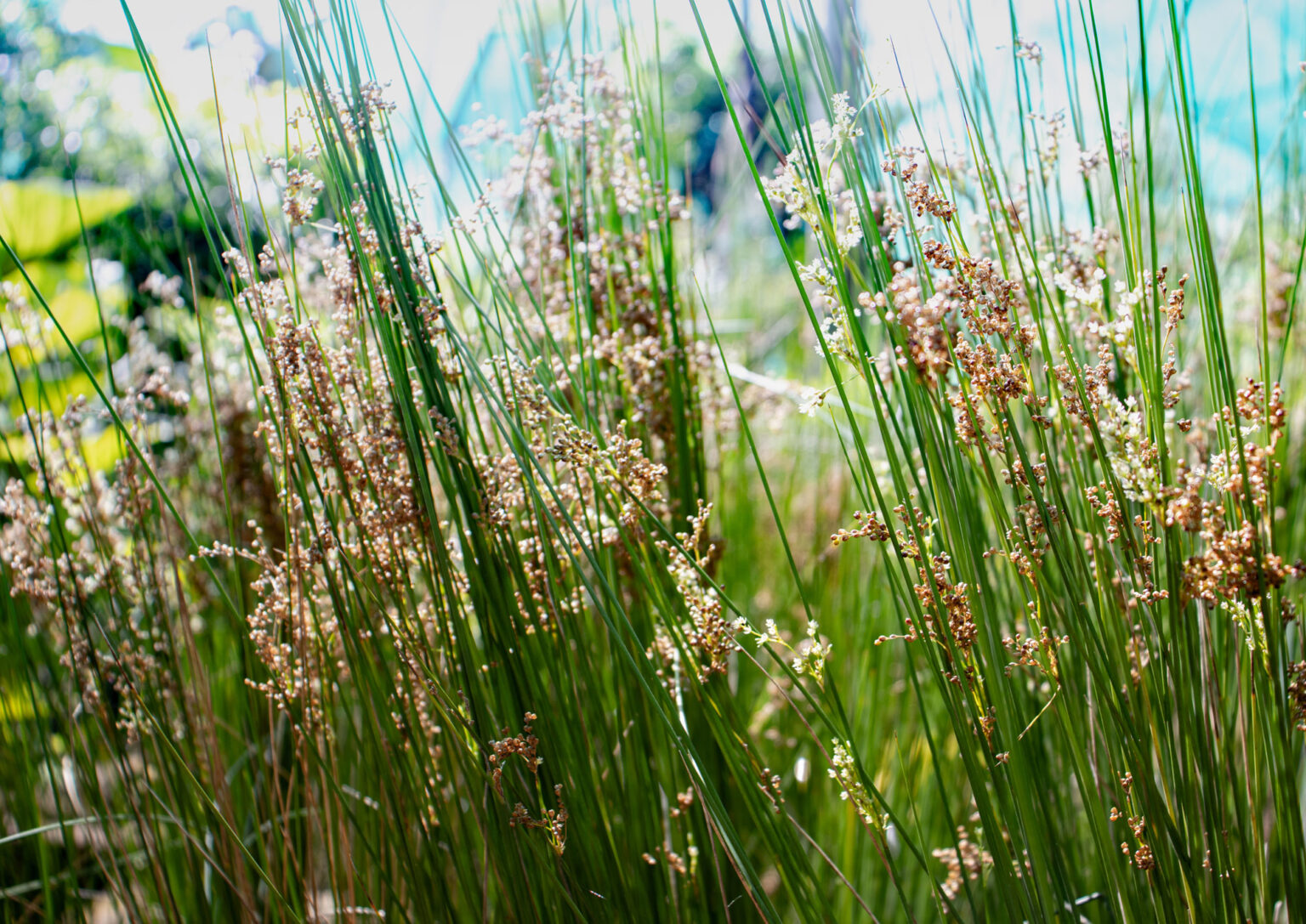 Soft Rush Wetland Perennial Garrett Wildflower Farm NC