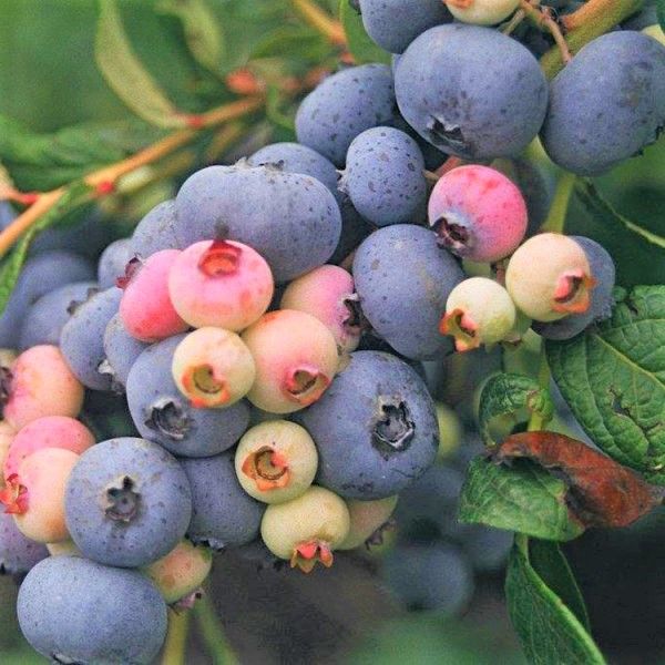 Blueberry Nelson High Bush 3rd WEEK JULY GSCD Tree Sale Shop
