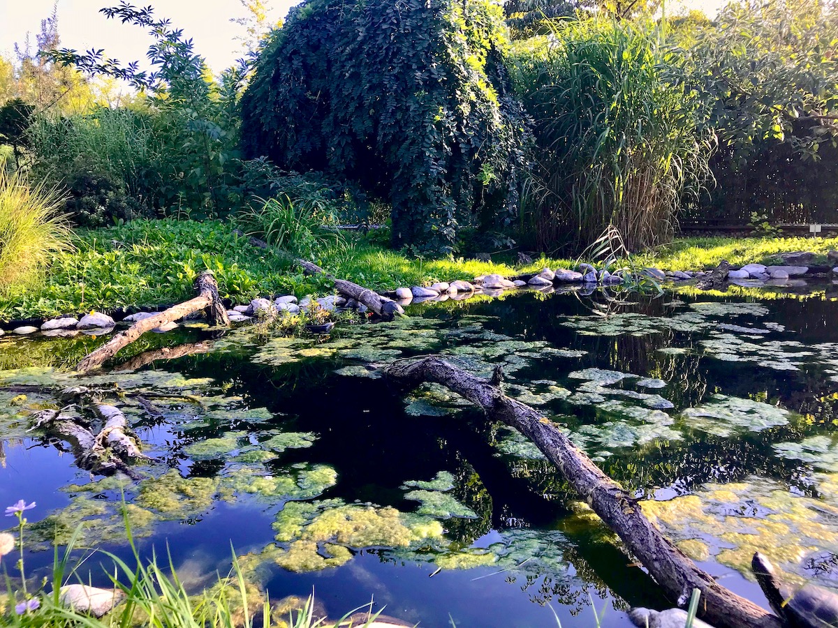 Algen im Gartenteich • GartenAkademie
