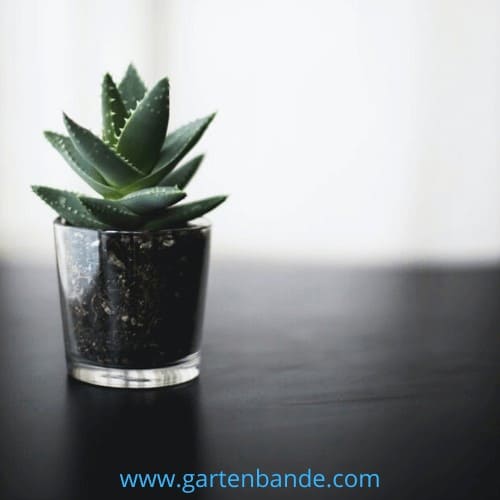 Mini Sukkulenten giftig >> Welche Arten giftig sind!