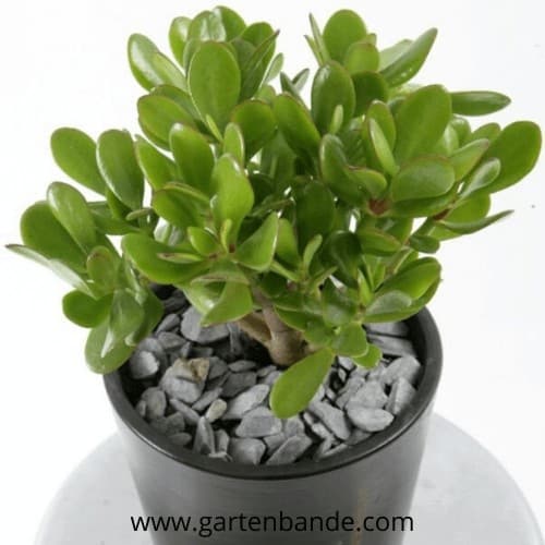 Sukkulenten Erde & Substrat >> Eigentschaft Rezepte und