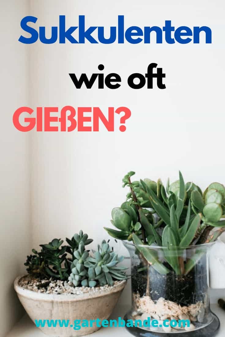 Sukkulenten wie oft gießen >> wie viel, wie oft und wie genau?
