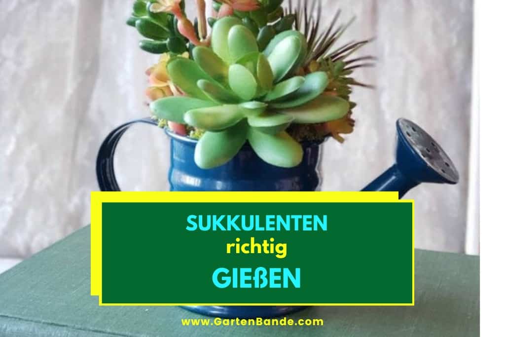 Sukkulenten gießen >> 12 Tipps die Heute noch funktionieren