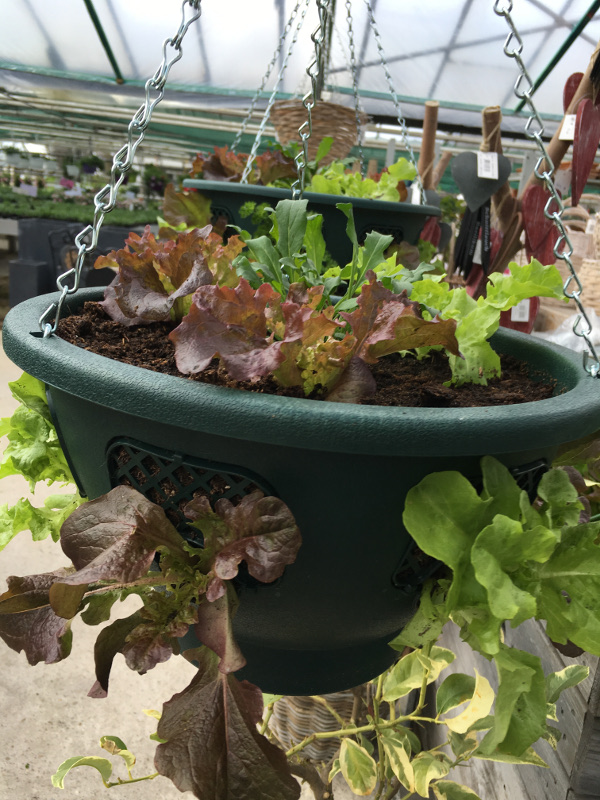 Gemüseabteilung Gartenbau Lessmann