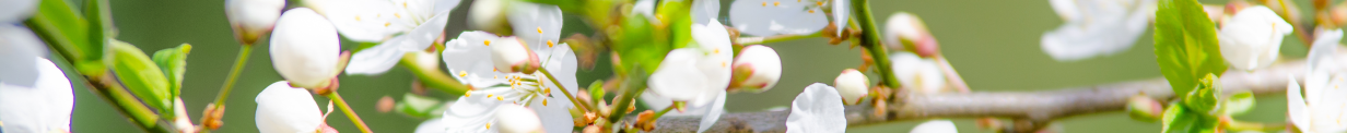 GartenCenter Edesheim …alles im grünen Bereich