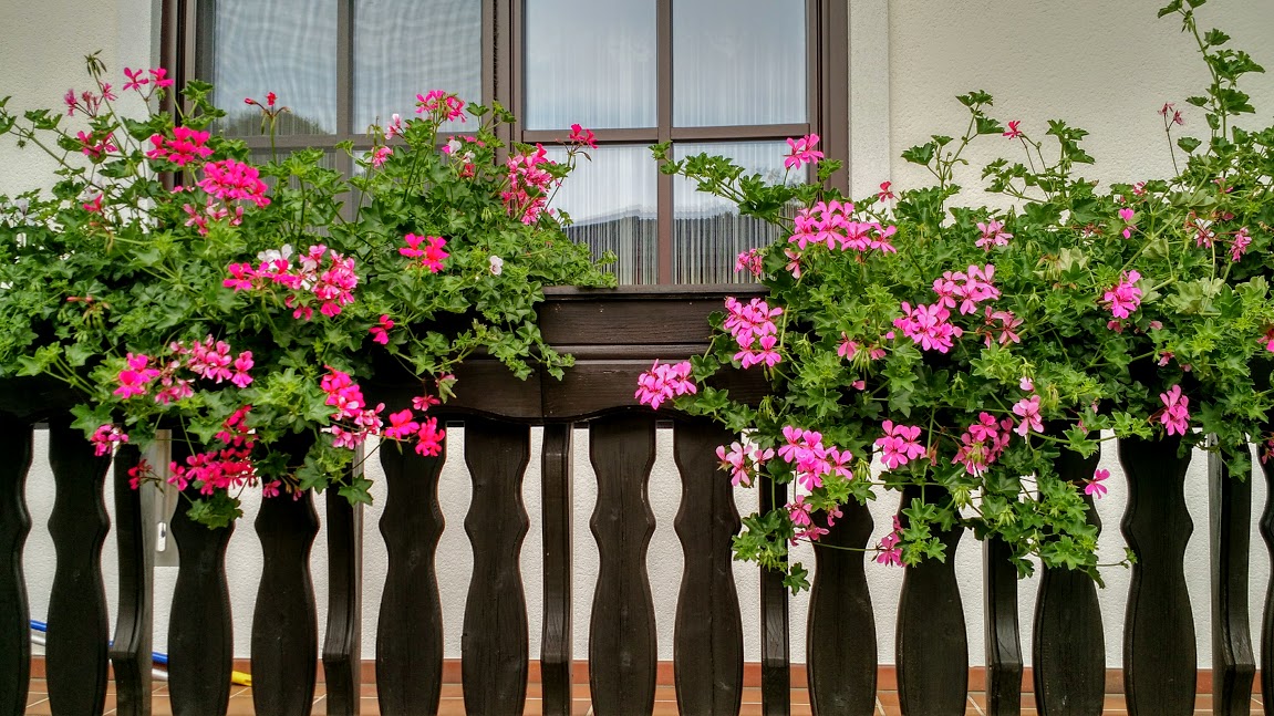 Pflanzen Für Windigen Balkon DE Balkon