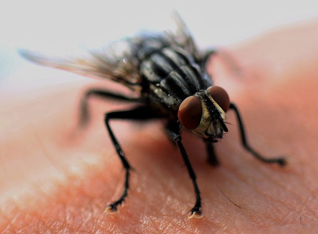 Wie können Sie sich vor Fliegen in der Küche schützen?