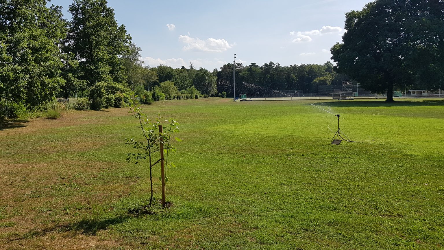 Rasenmäher in Schwarz Bester Gartenmäher im Test
