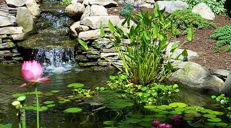 Teichbepflanzung im Uferbereich Gartenteich Hilfe