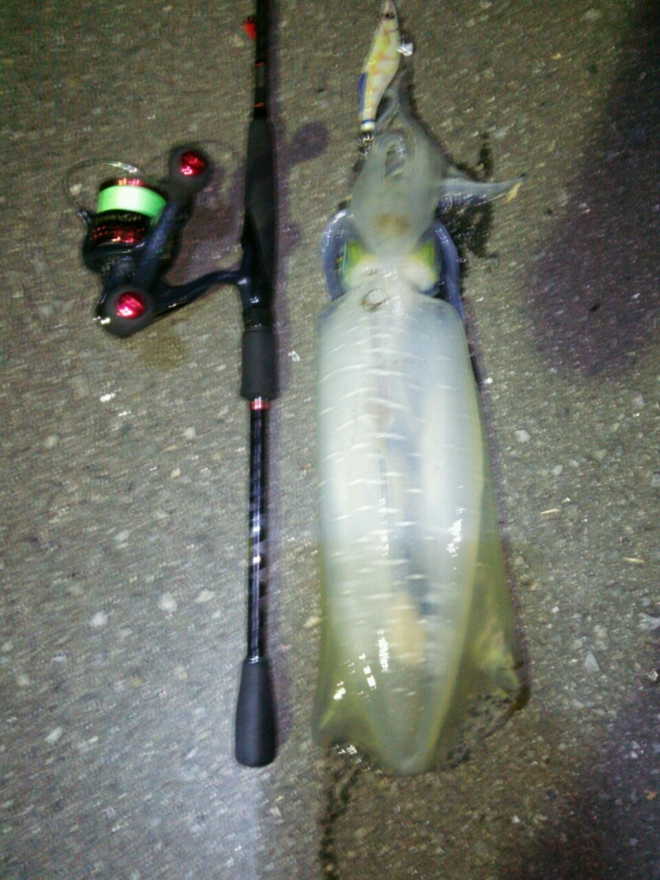[最も選択された] 芦北 エギング ブログ 281603熊本 釣り ブログ 芦北 エギング