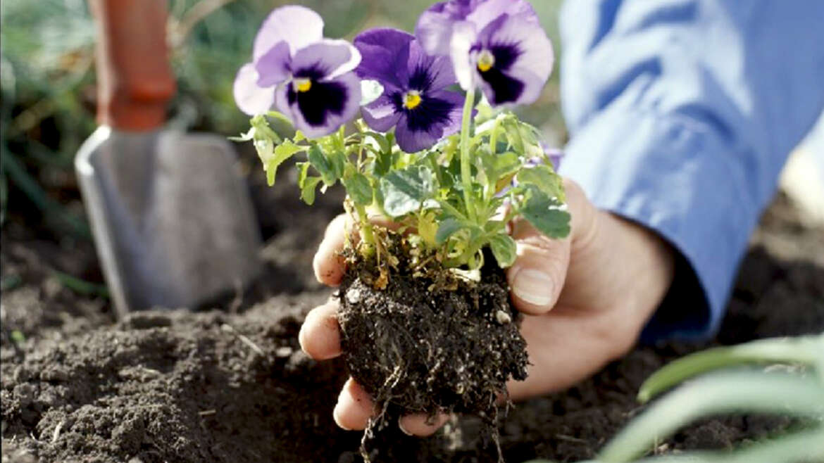 Fall Planting Guide Gary's Garden Center