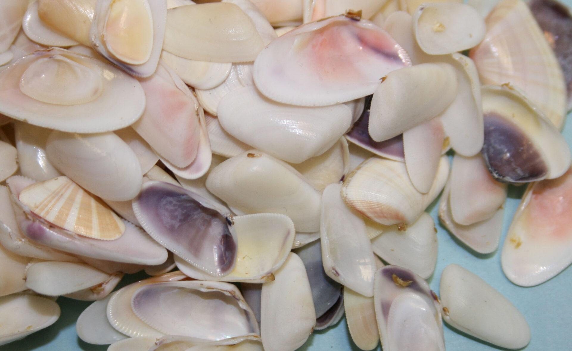 Coquina Shells, 2 oz. Gary's Gem Garden