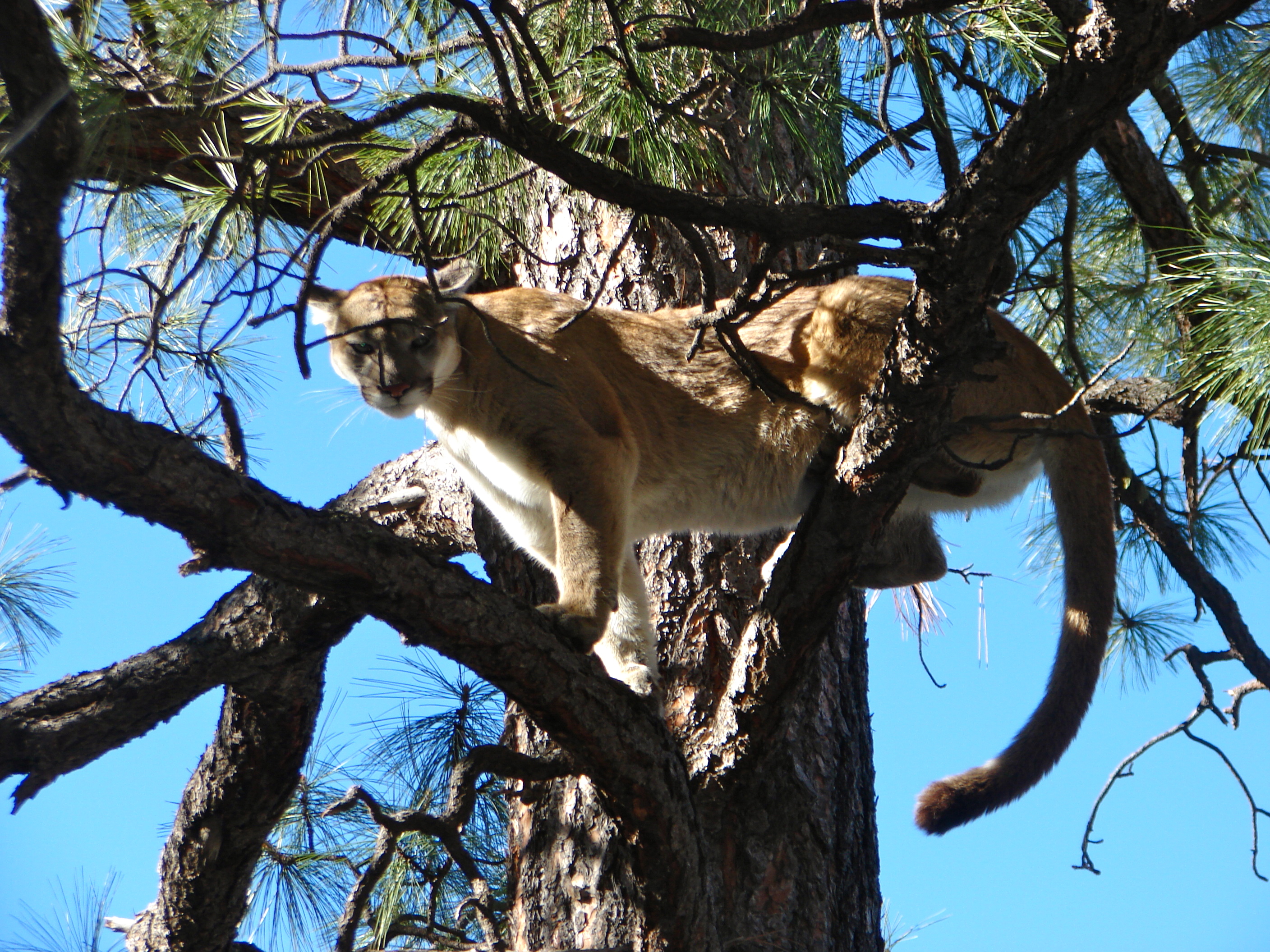 New Mexico Mountain Lion Caught and Released Gary b Guide & Outfitter Gary b Guide