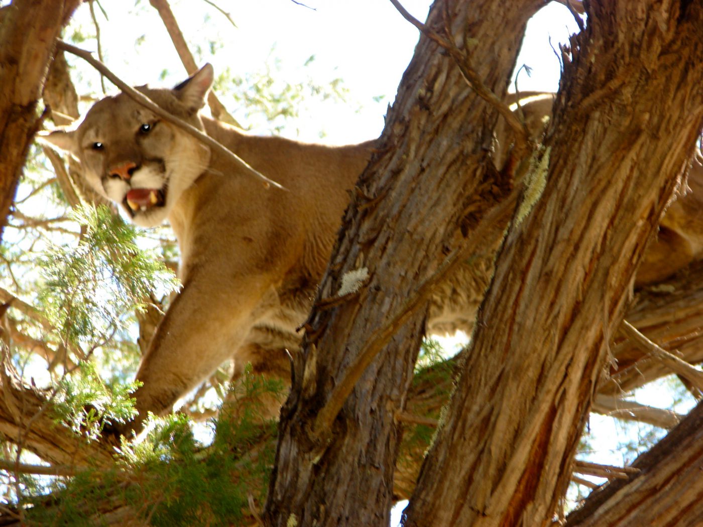 Trophy Mountain Lion Hunt in Southwest New Mexico Professional Gary