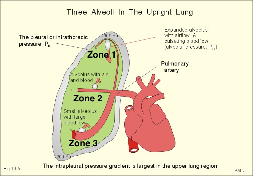 CareTeam App for Anesthesiology Cardiopulmonary