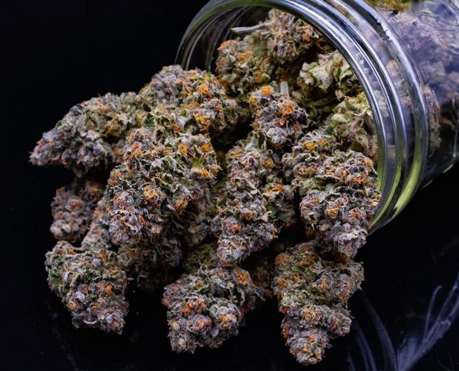 Mango OG Marijuana Strain Review Weed Delivery GasDank Toronto's