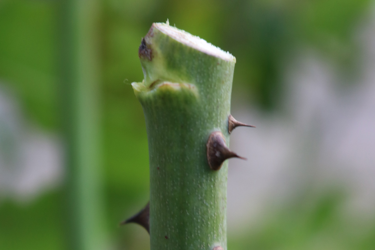 8 Tips for pruning roses Gash Gardens