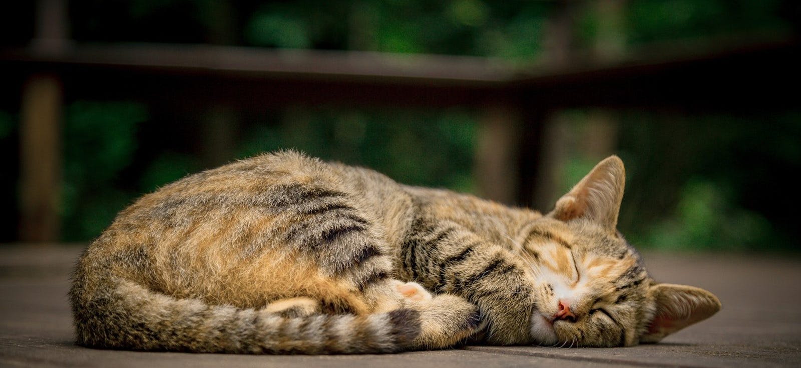 The Cat Café ⋆ Gaslamp Quarter Downtown San Diego