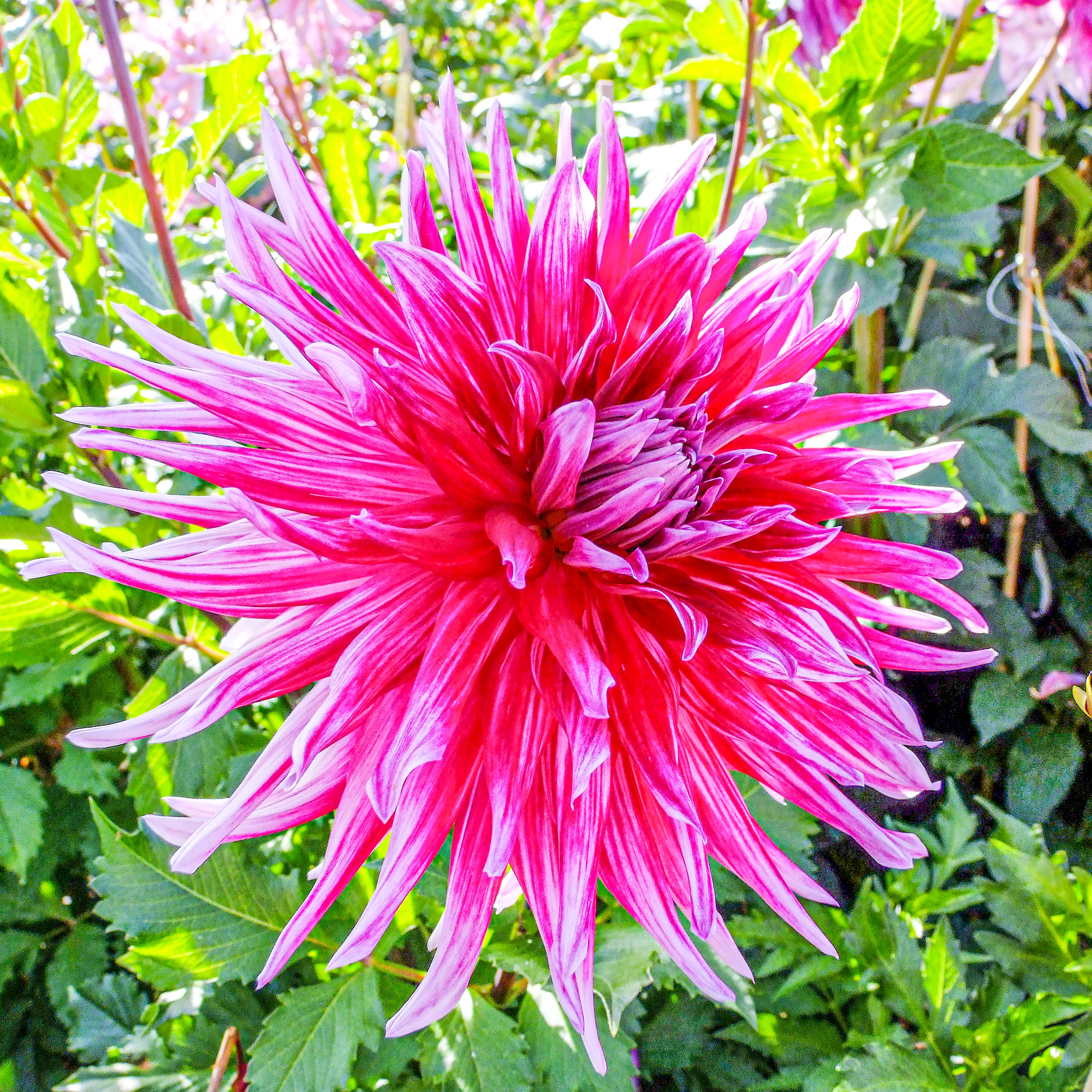 Bulbes de dahlias Gaspardatable