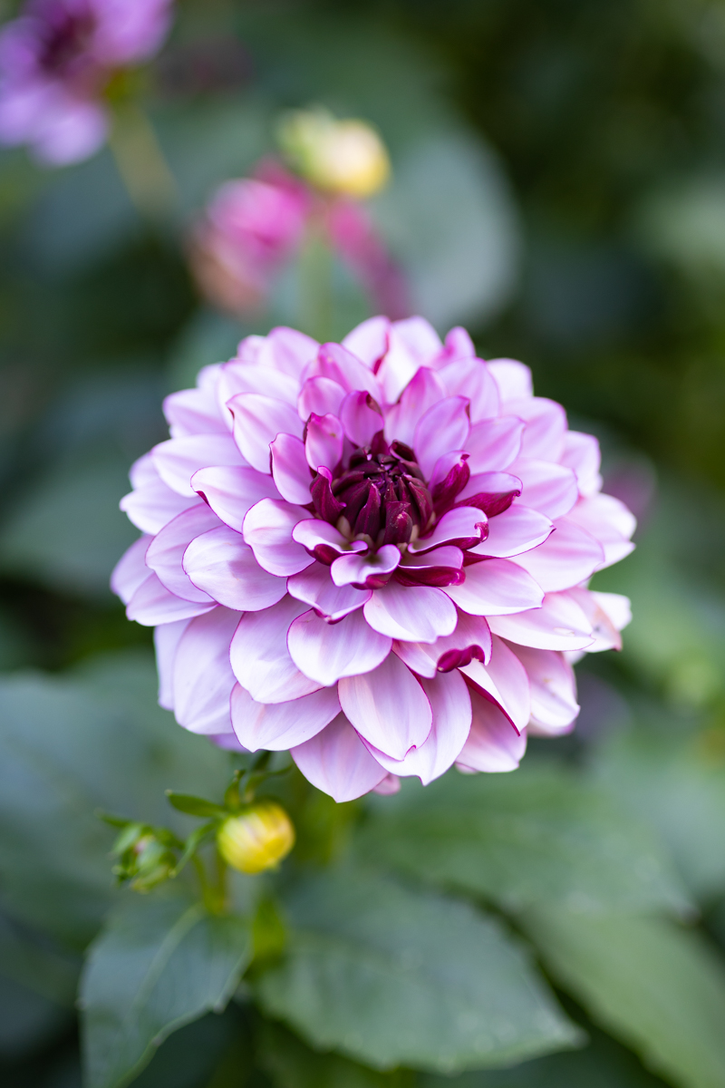 Dahlias Penhill Autumn Shade Gaspardatable