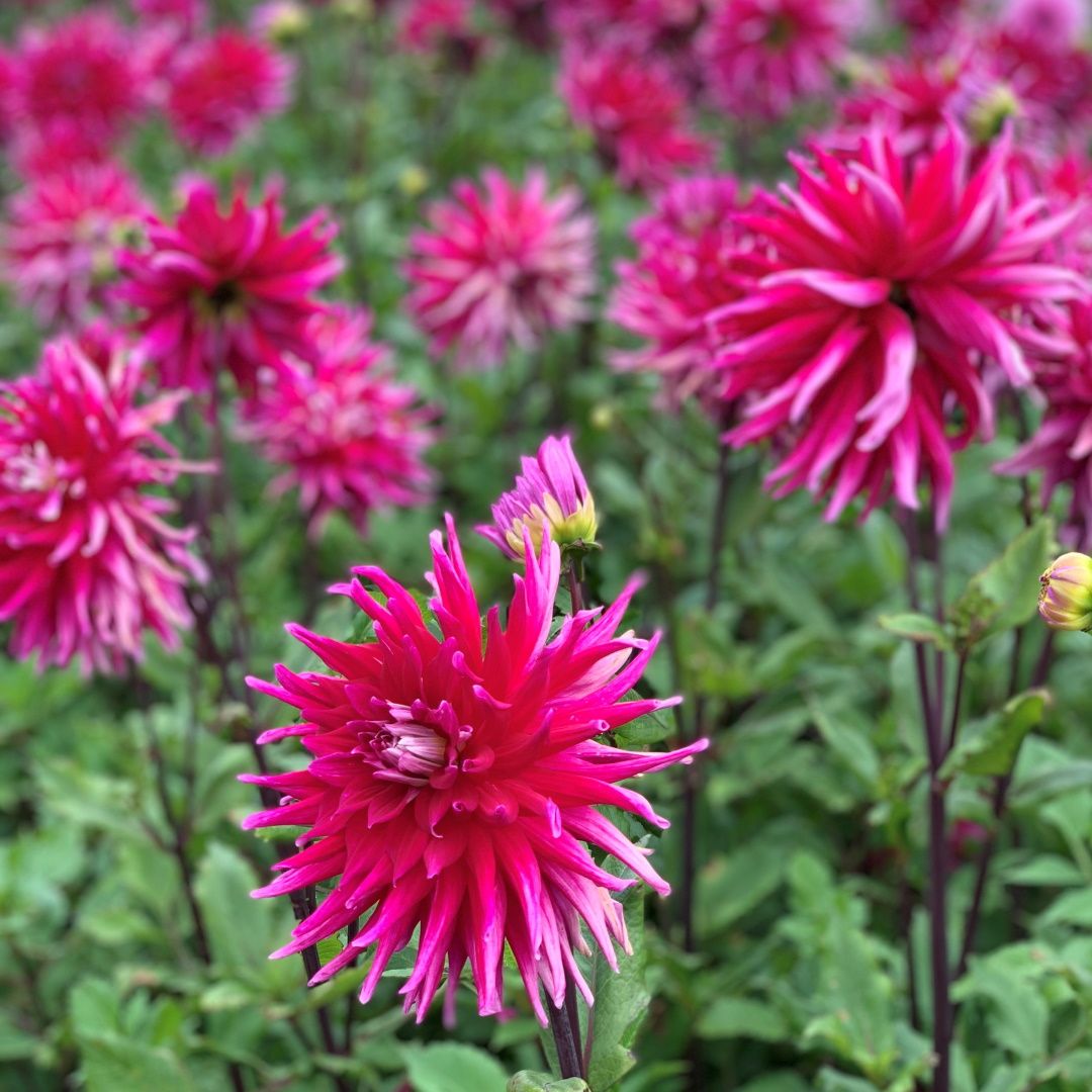 Dahlias Grand Finale Gaspardatable