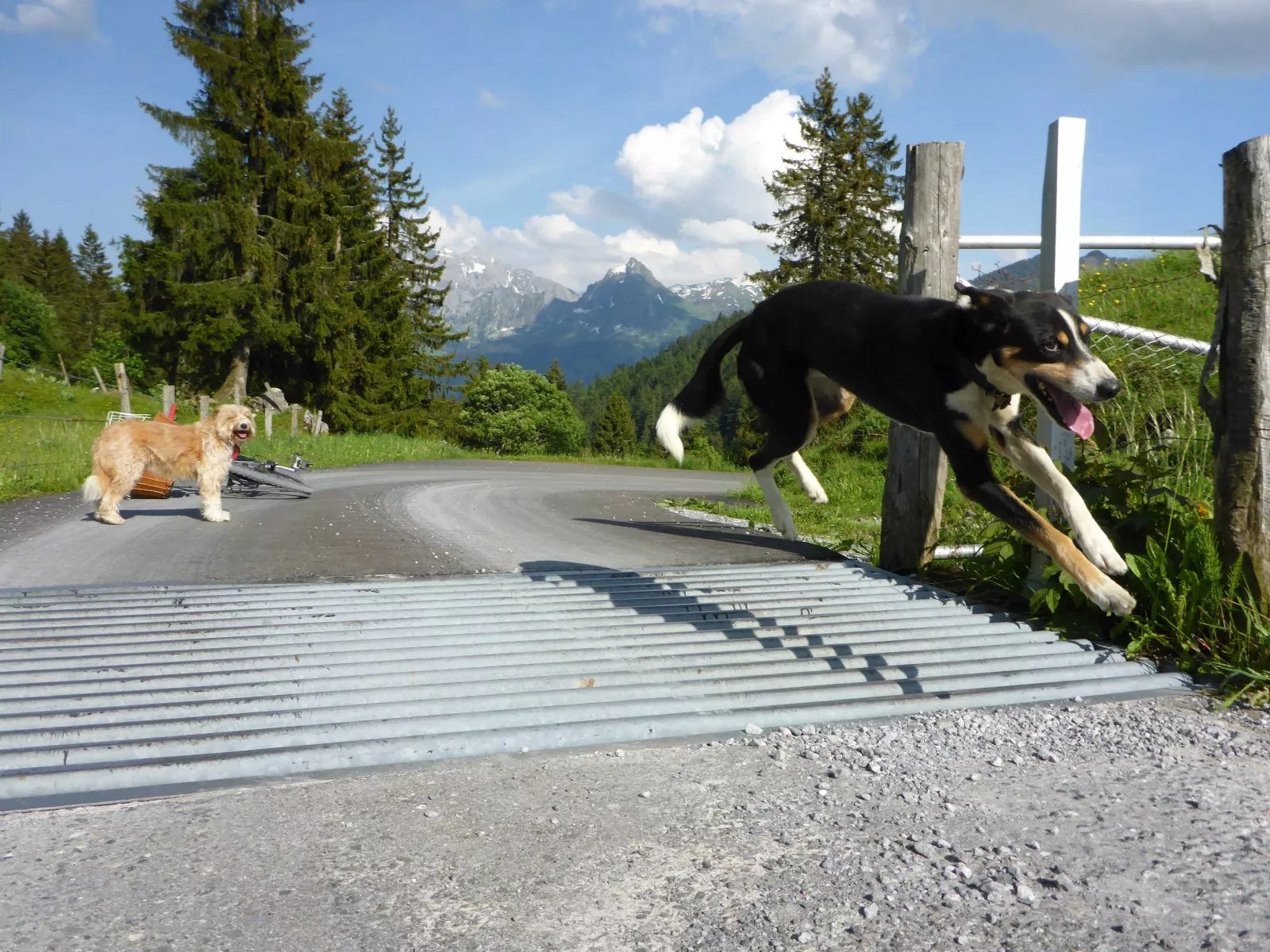 Wandern mit Hund Vorbereitung, Grundregeln und Ausrüstung