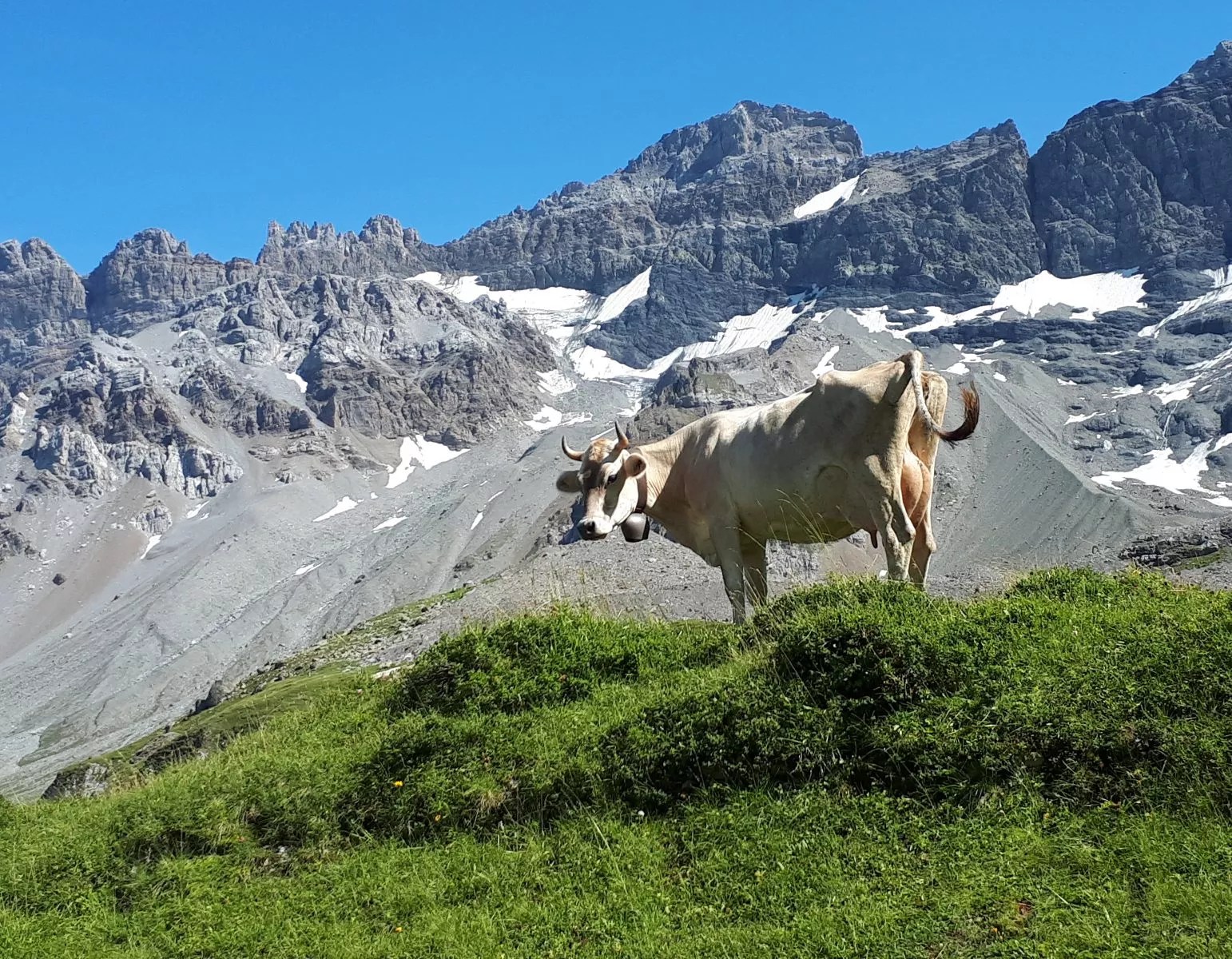 Wandern mit Hund in den Alpen
