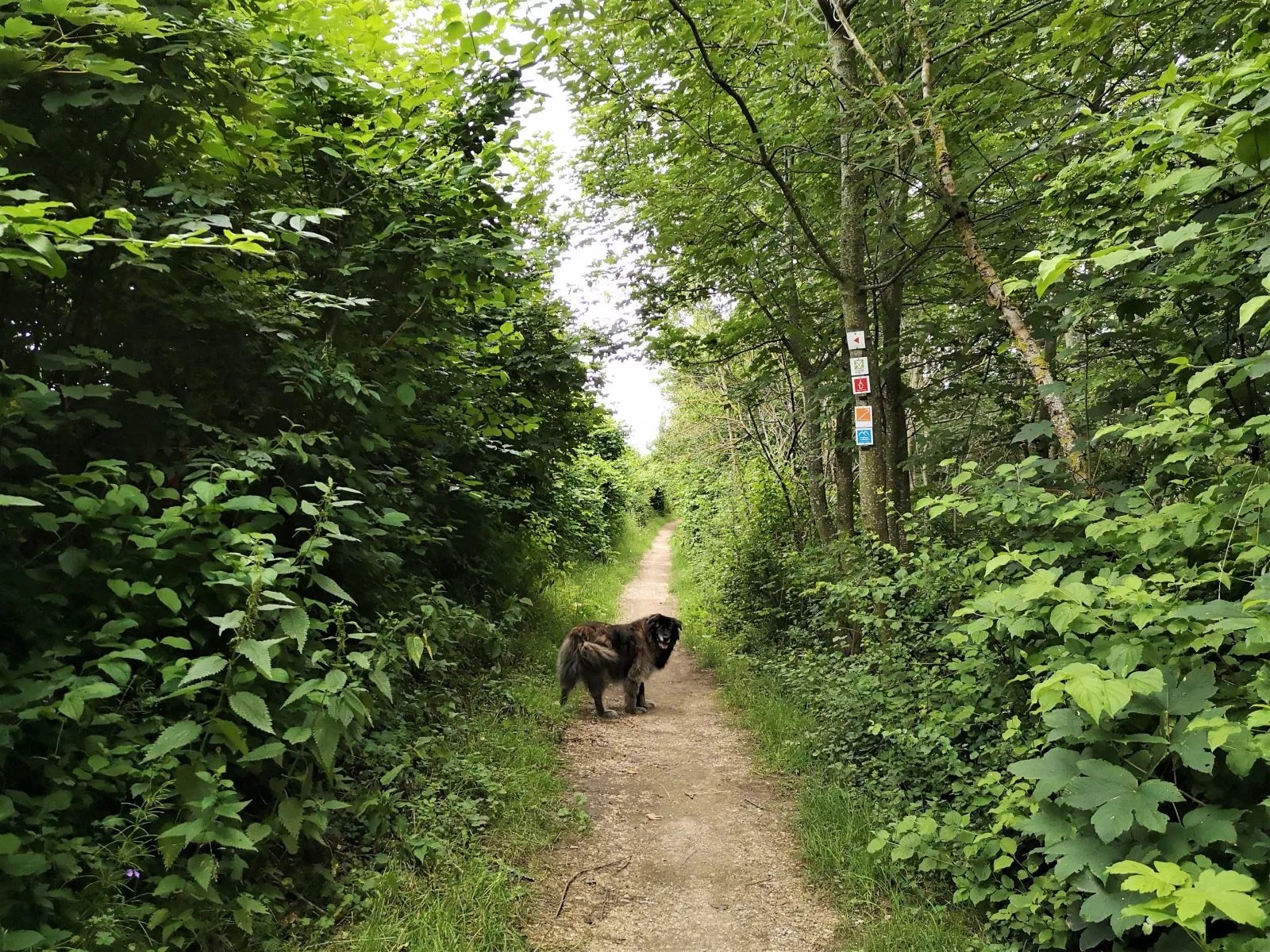 Wandern mit Hund in der Schwäbischen Alb Rötelstein und Messelstein