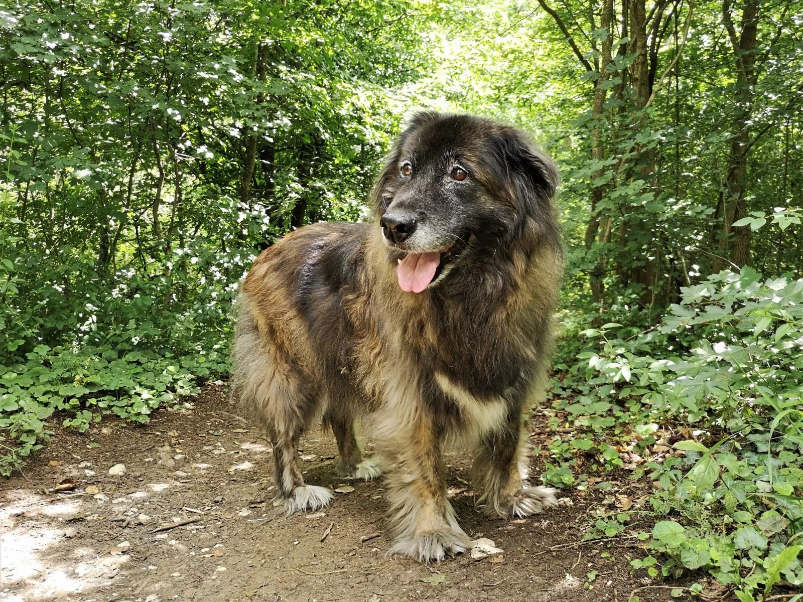Wandern mit Hund in der Schwäbischen Alb Rötelstein und Messelstein