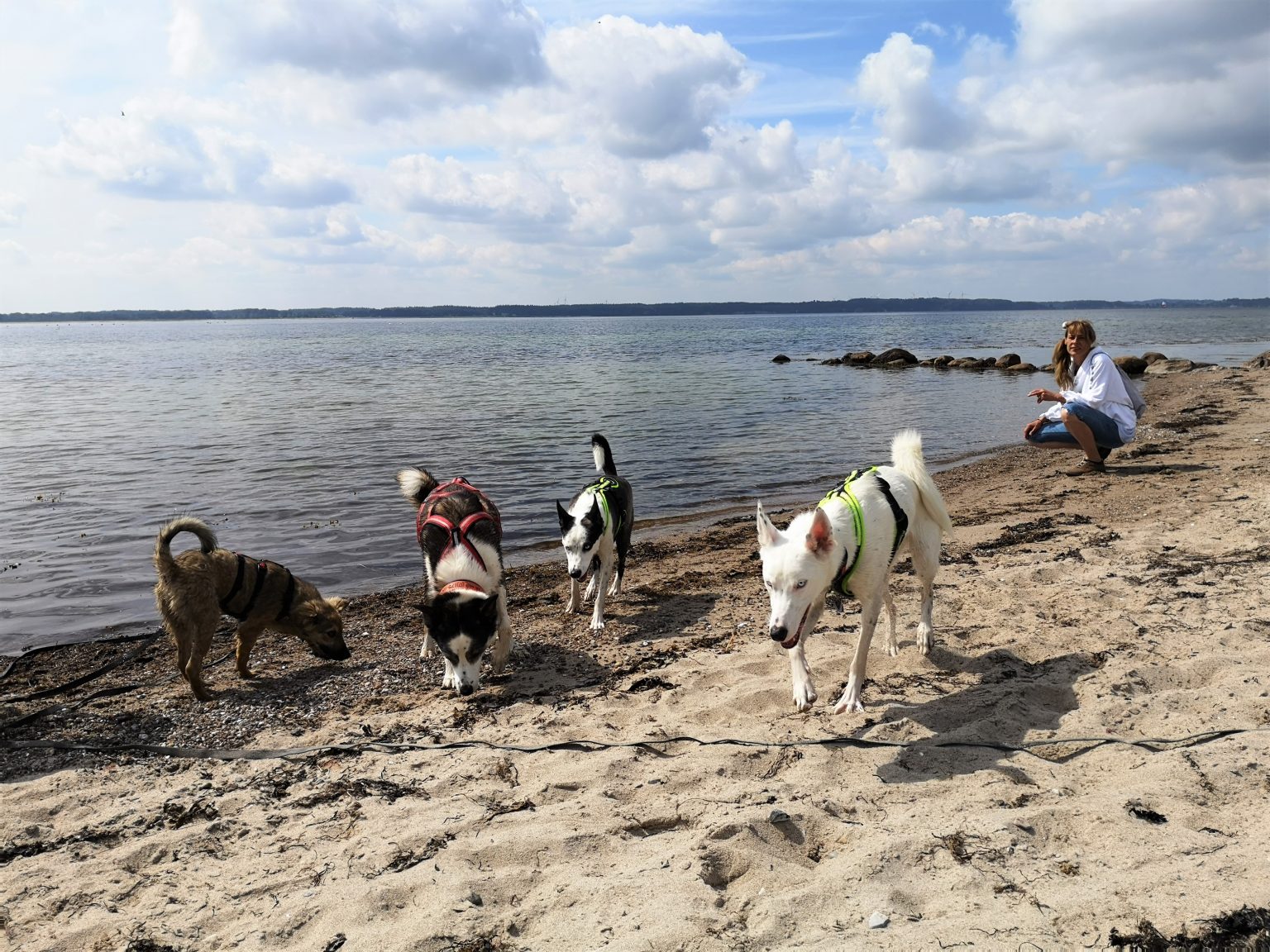Urlaub mit Hund Hotel Hafen Flensburg