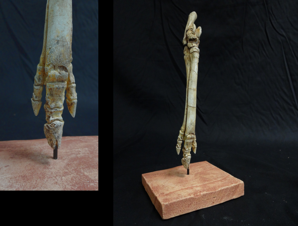 Mesohippus Horse Foot Gaston Design, Inc.