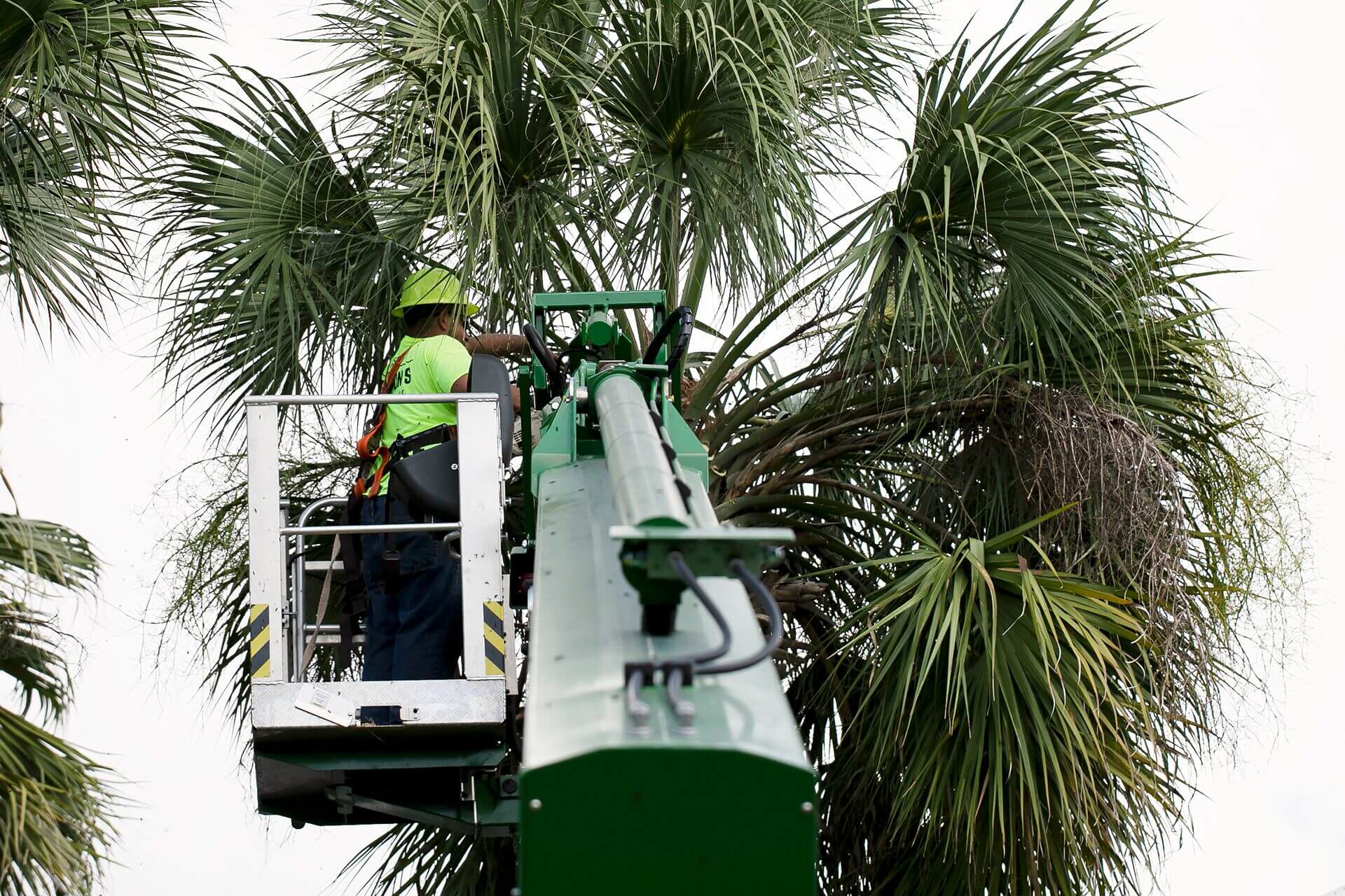 Tree Climbing Spikes The Danger They Pose to Your Trees Gaston's