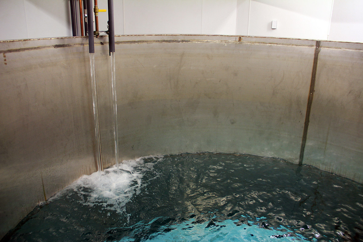 The Maple Boom Gastropod