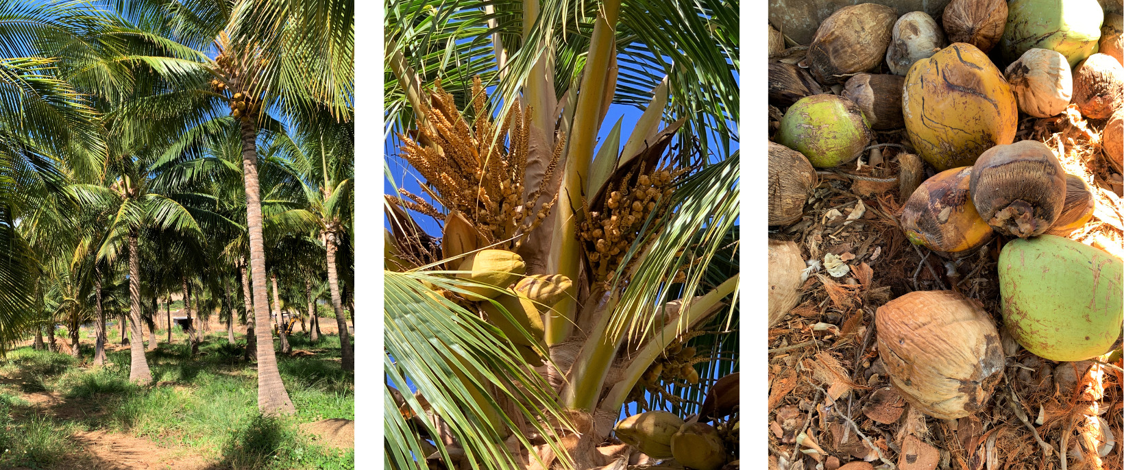 Trouble in Paradise Coconut Water Wars and Coconut Oil Controversies