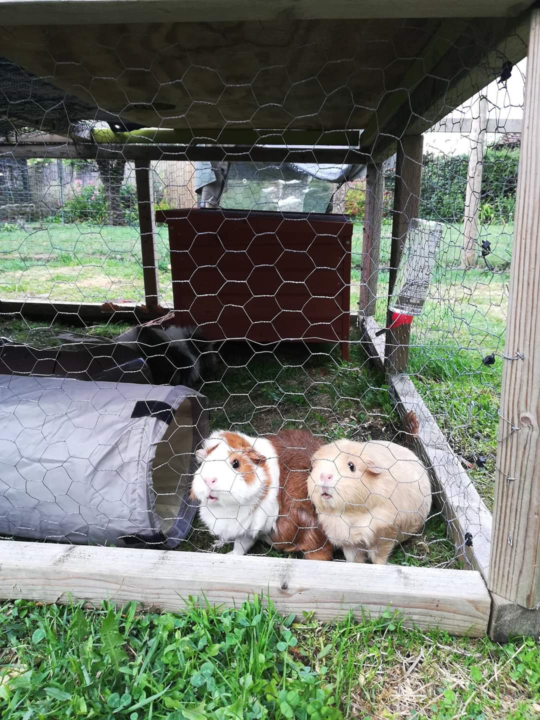 Gallery Gate House Guinea Pig Hotel