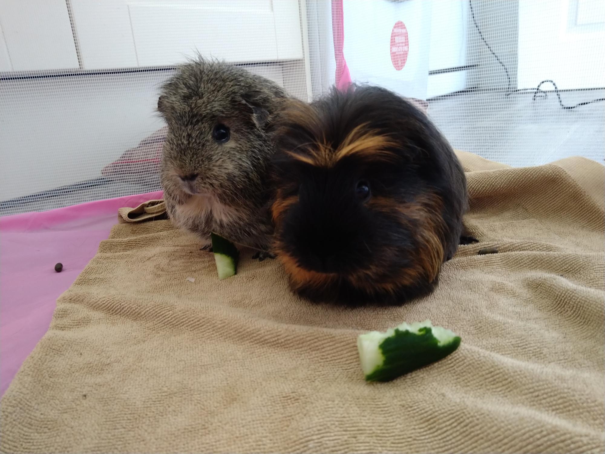 Gallery Gate House Guinea Pig Hotel