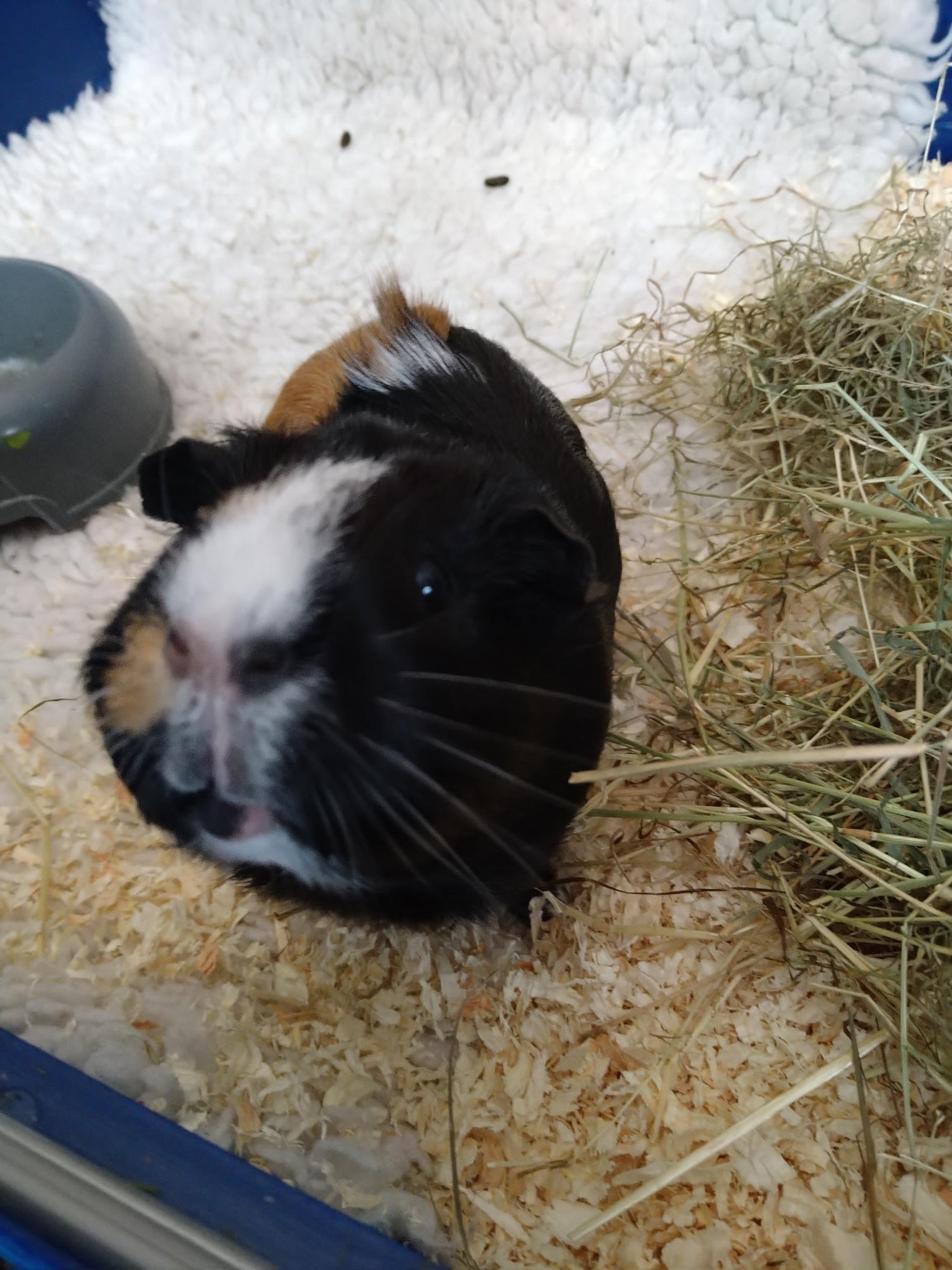 Home visits Gate House Guinea Pig Hotel