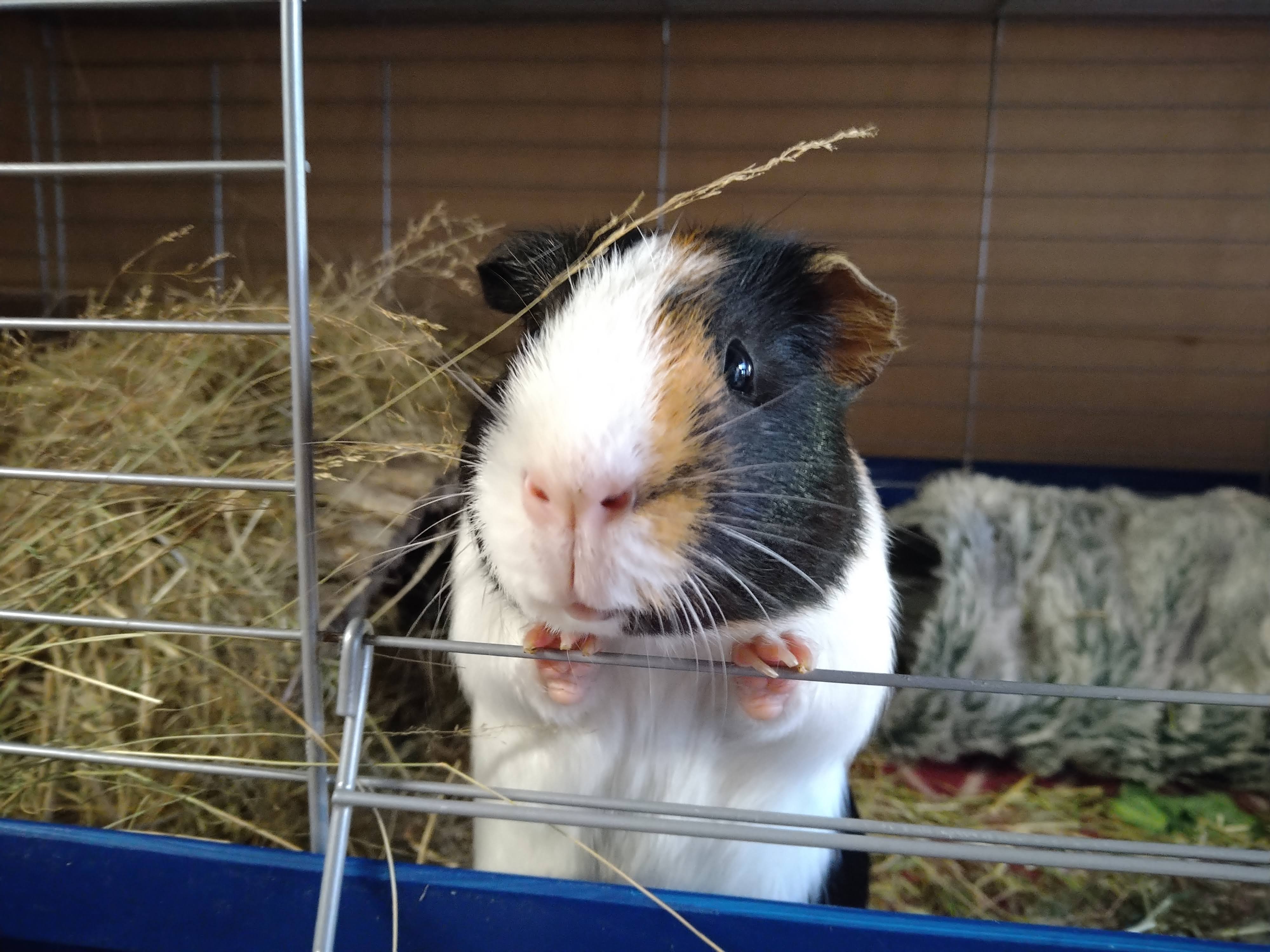 Home visits Gate House Guinea Pig Hotel