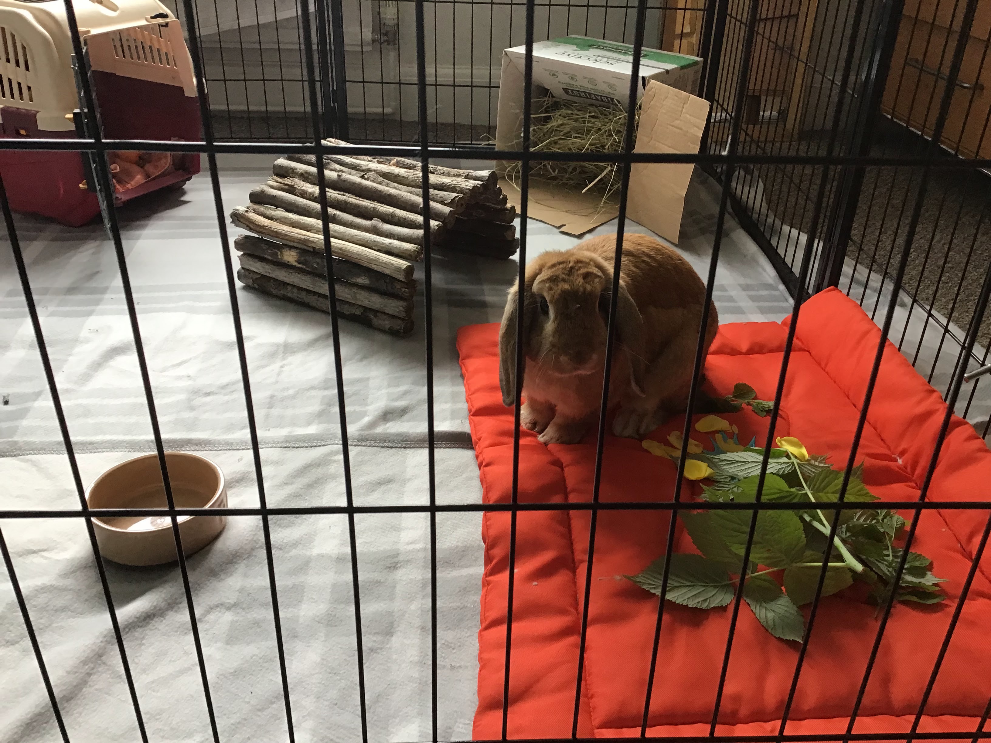 Home visits Gate House Guinea Pig Hotel