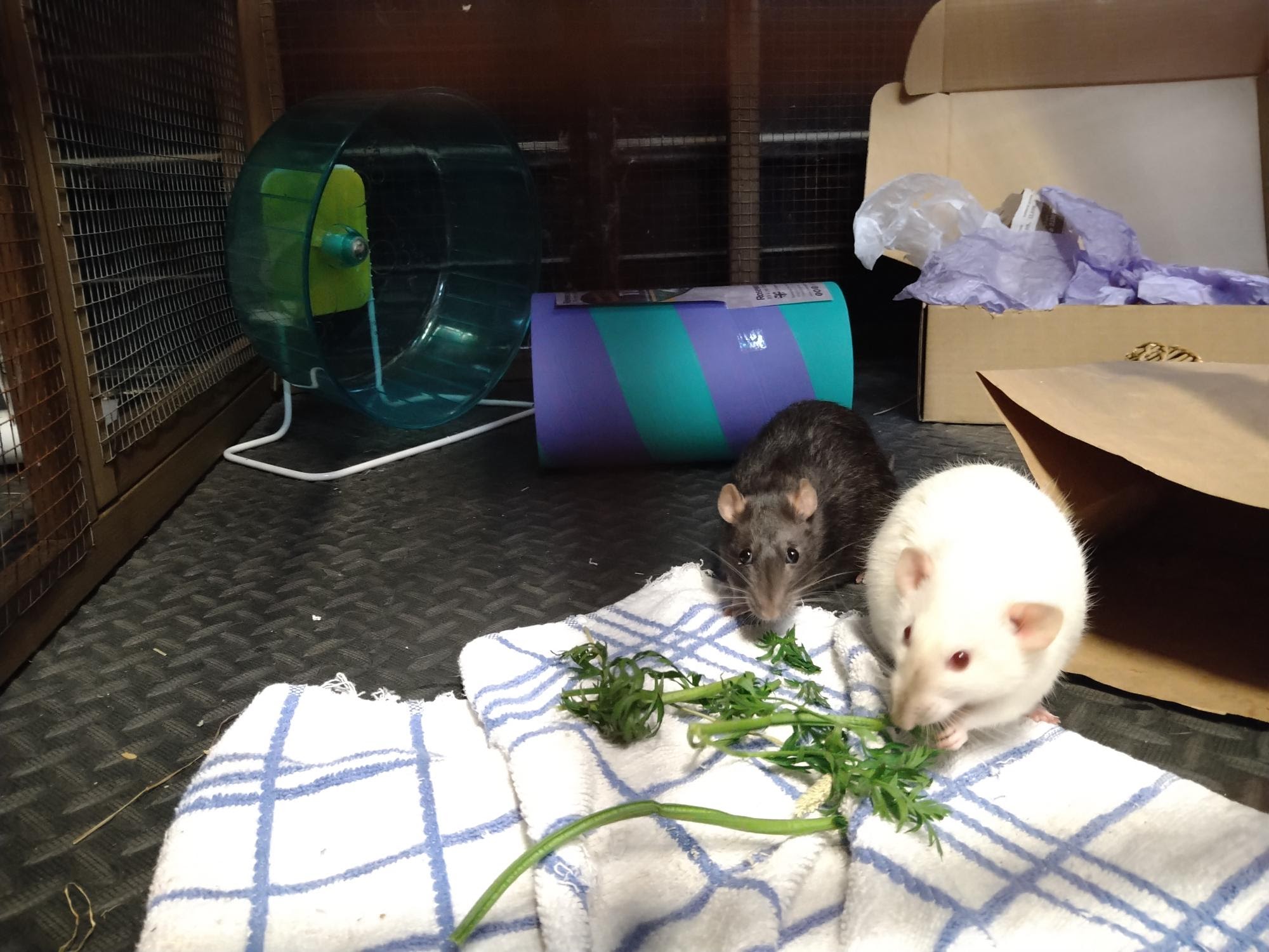 Home visits Gate House Guinea Pig Hotel