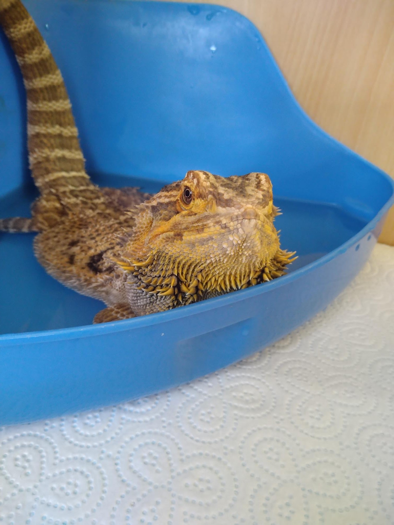 Home visits Gate House Guinea Pig Hotel