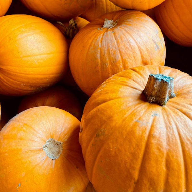 Pumpkin (Price Each)