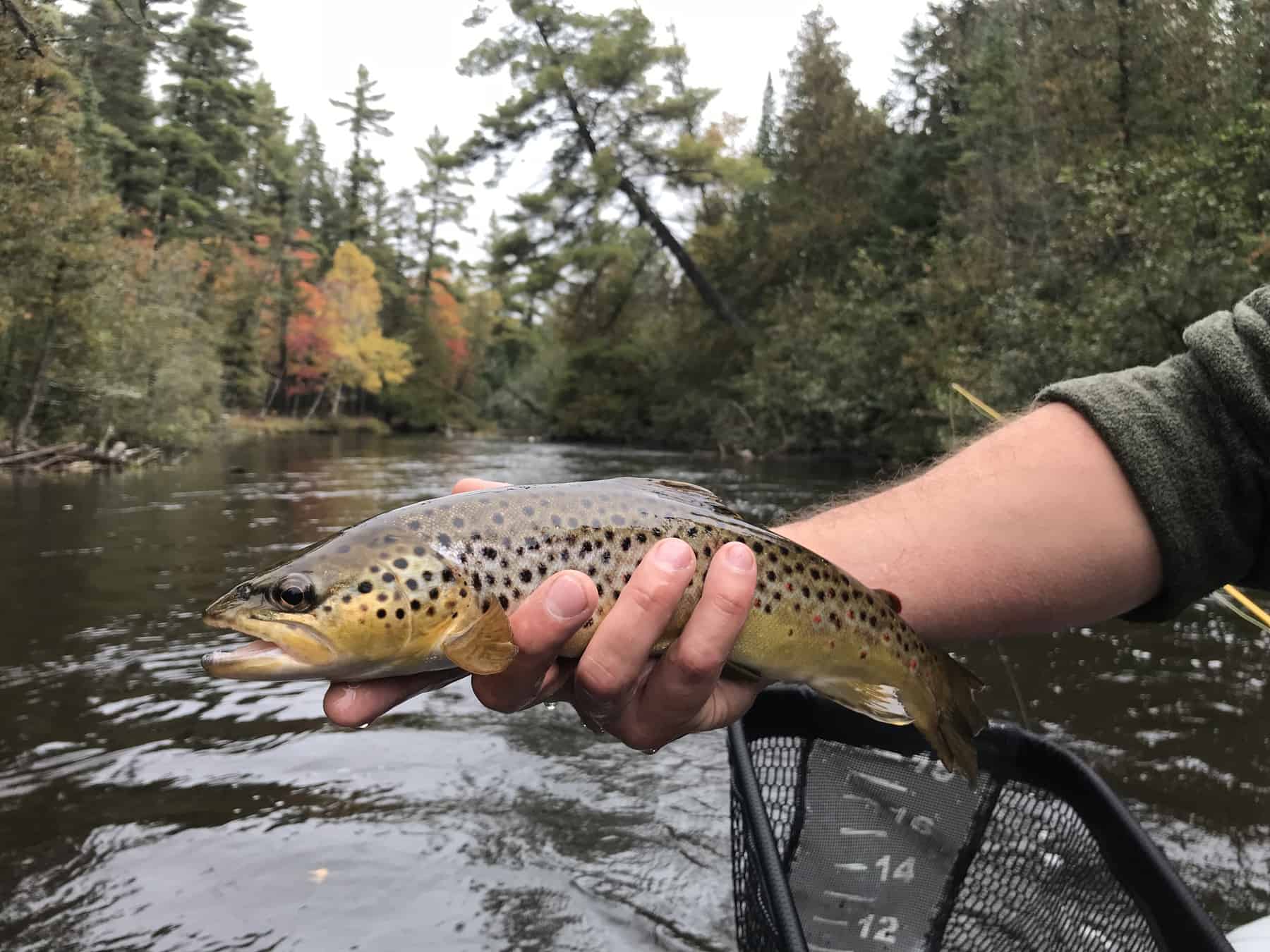 Streamer weather Gates Au Sable Lodge